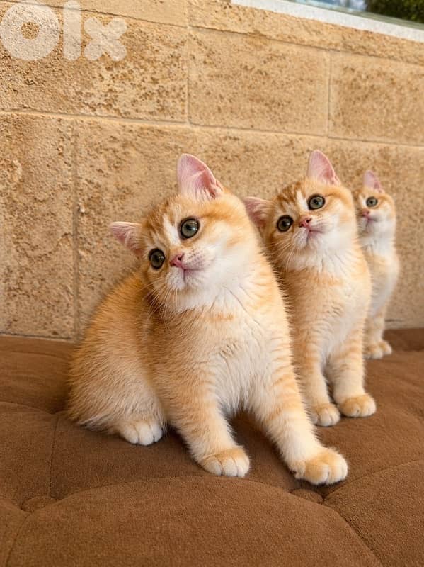 * Premium Golden Chinchilla Kittens – Imported Bloodline 1
