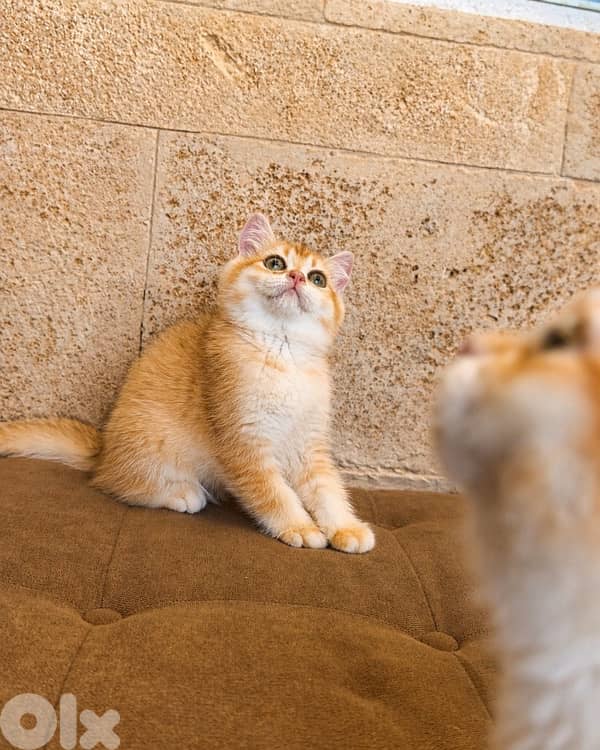 * Premium Golden Chinchilla Kittens – Imported Bloodline 2
