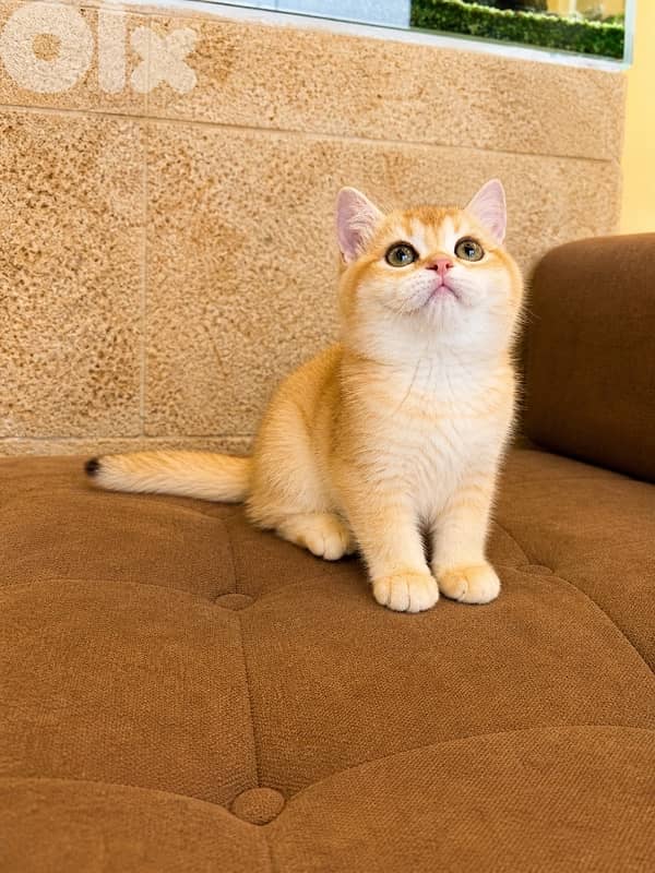 * Premium Golden Chinchilla Kittens – Imported Bloodline 5