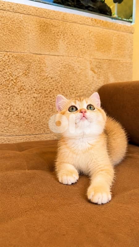 * Premium Golden Chinchilla Kittens – Imported Bloodline 6