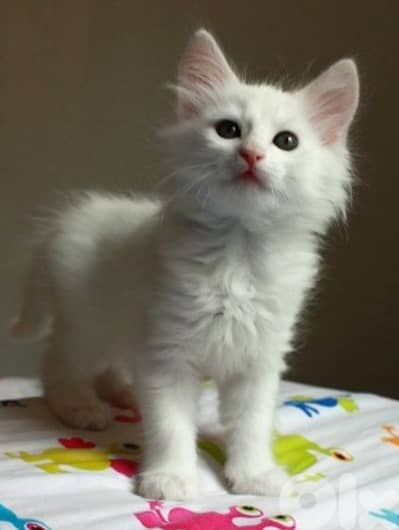angora kittens for sale