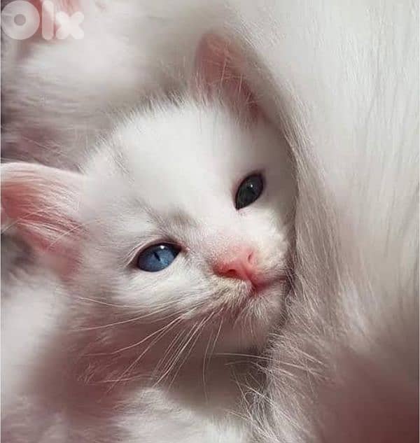 angora kittens for sale 1