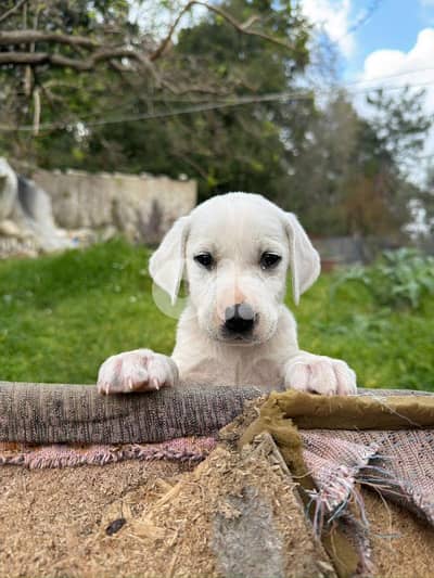 Puppy labrador