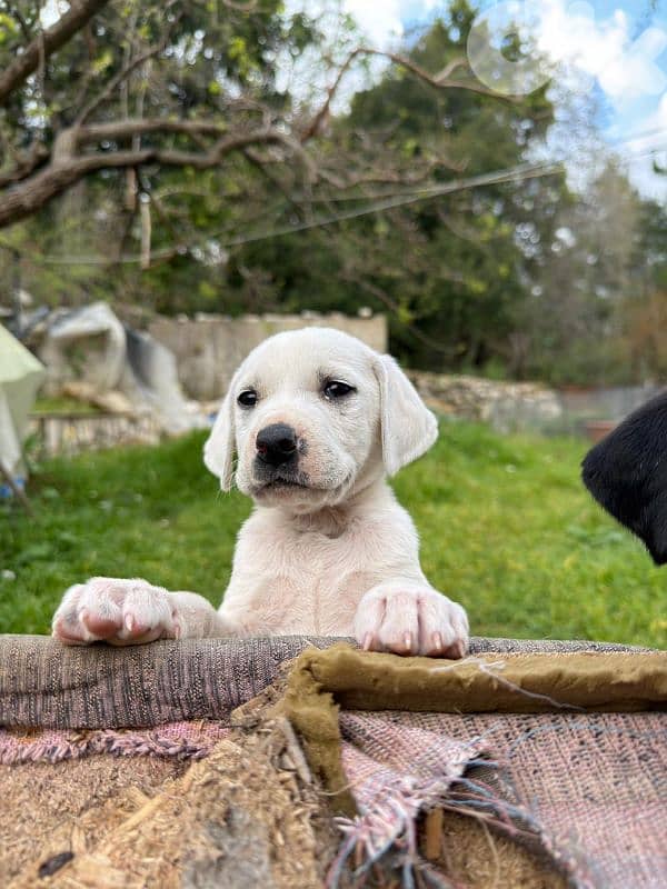 Puppy labrador 1