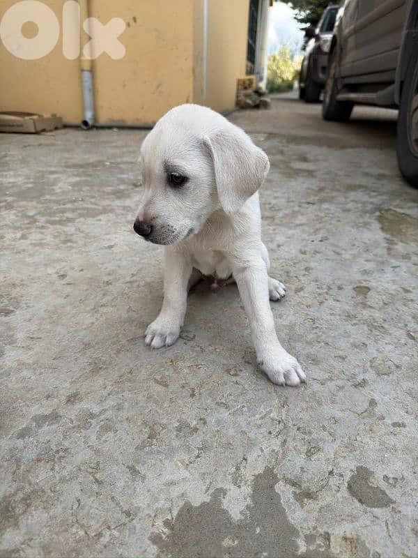 Puppy labrador 2
