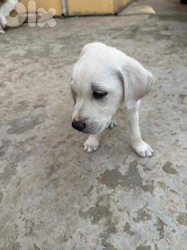 Puppy labrador 3