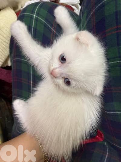 white Scottish fold female and male