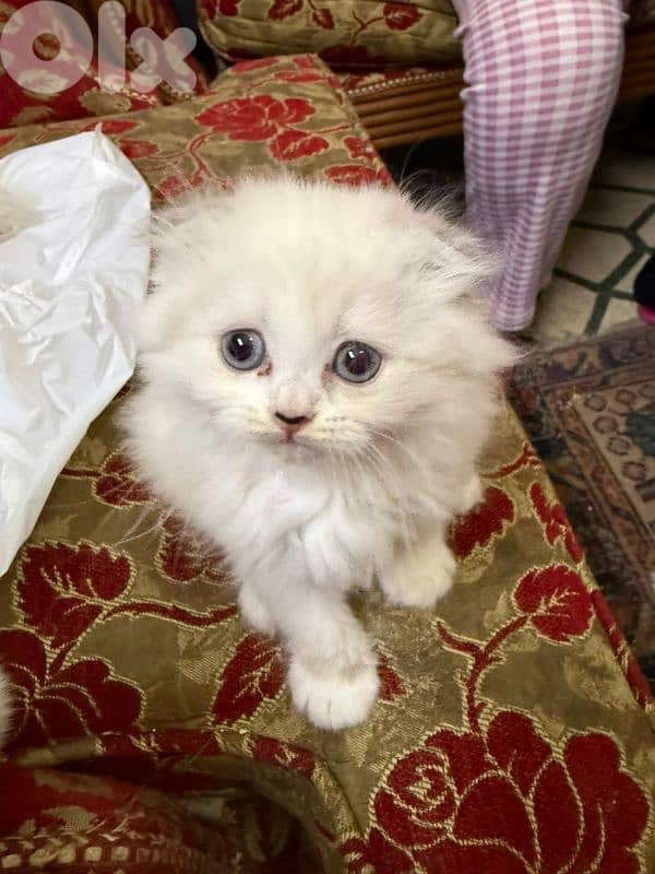 white Scottish fold female and male 1