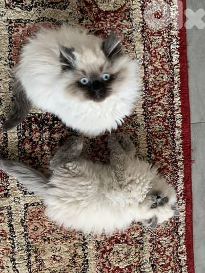 Himalayan cats