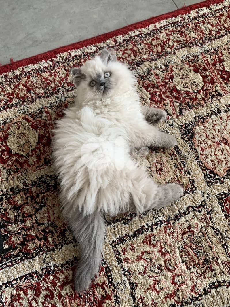 Himalayan cats 1