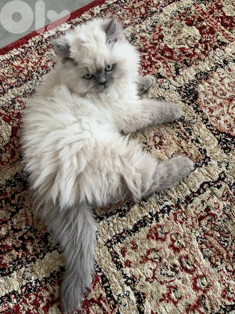 Himalayan cats 2