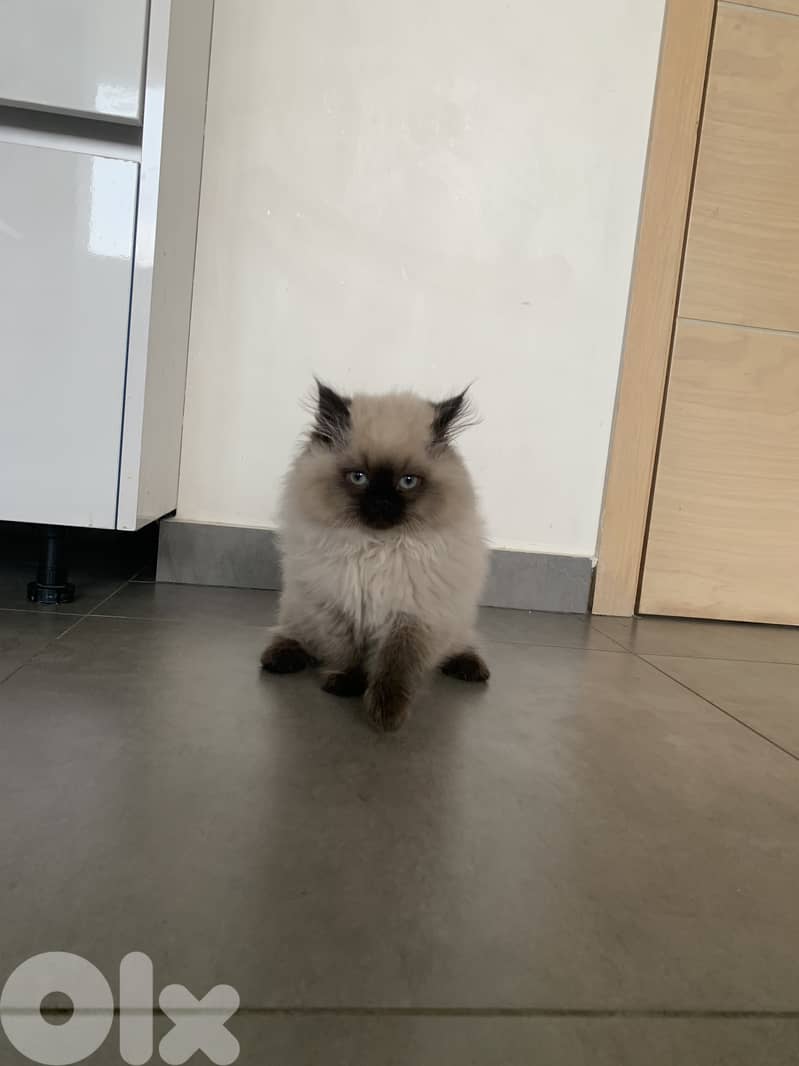 Himalayan cats 3