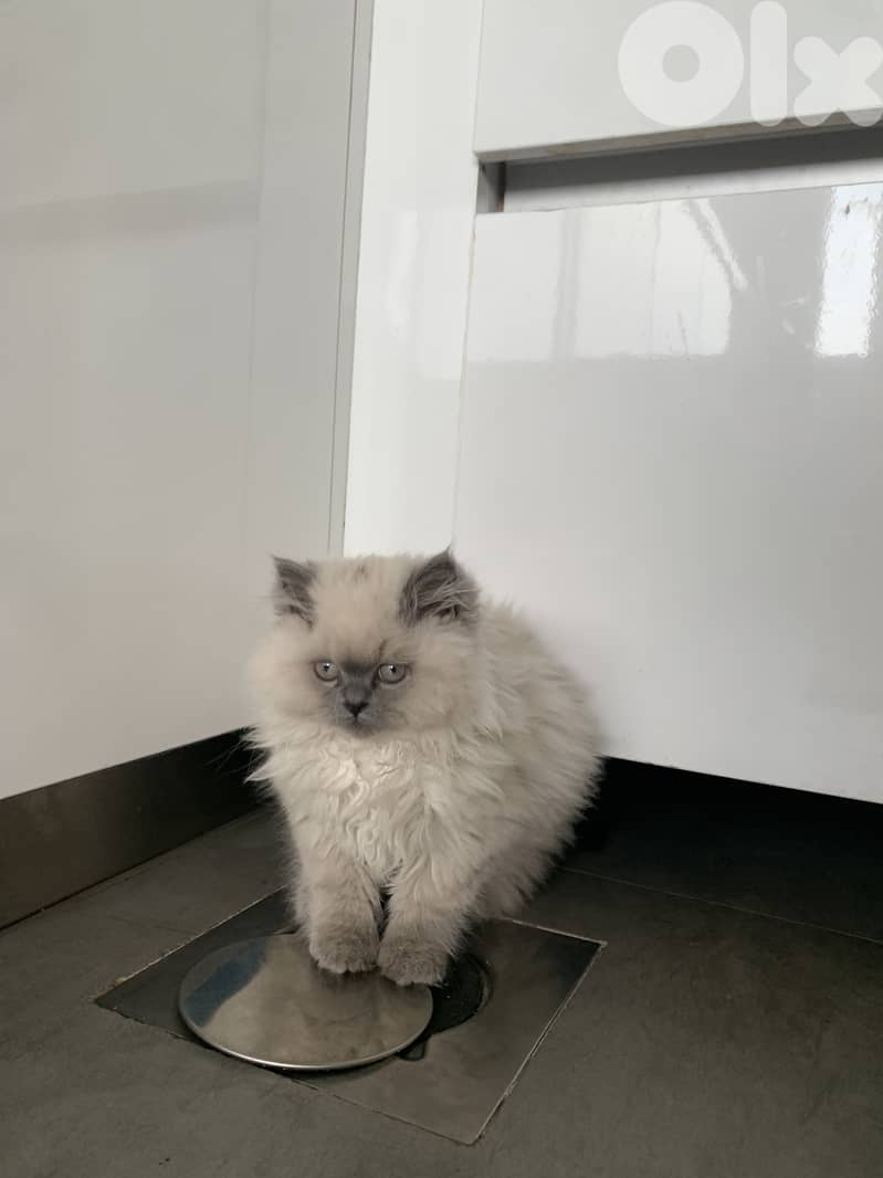 Himalayan cats 4