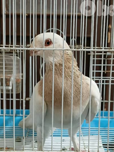 pigeon for sale