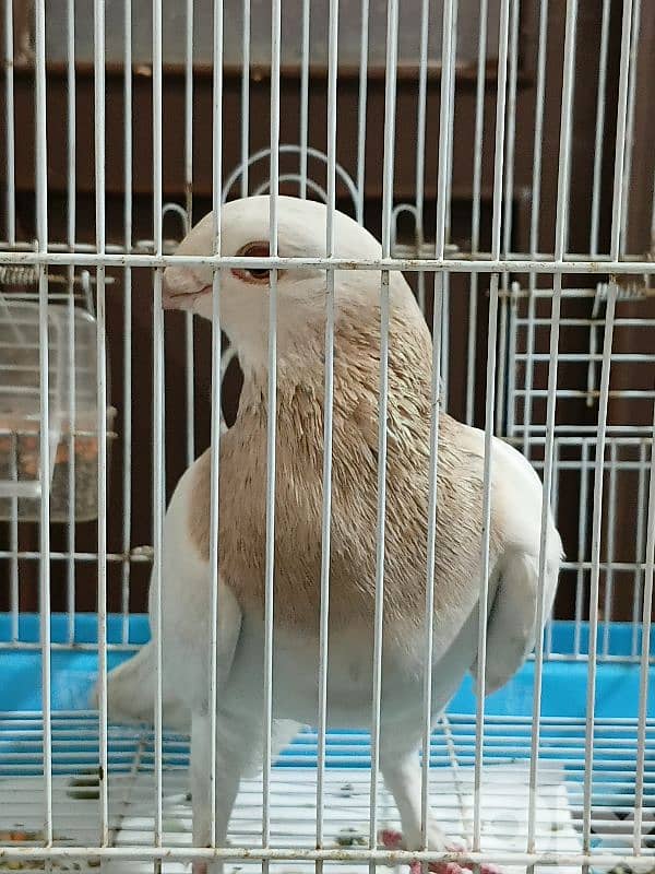 pigeon for sale 1