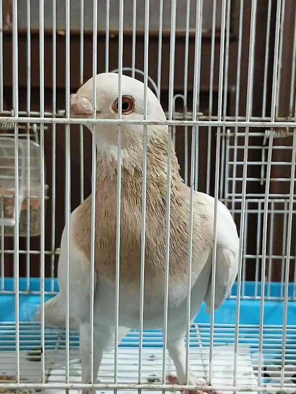 pigeon for sale 2