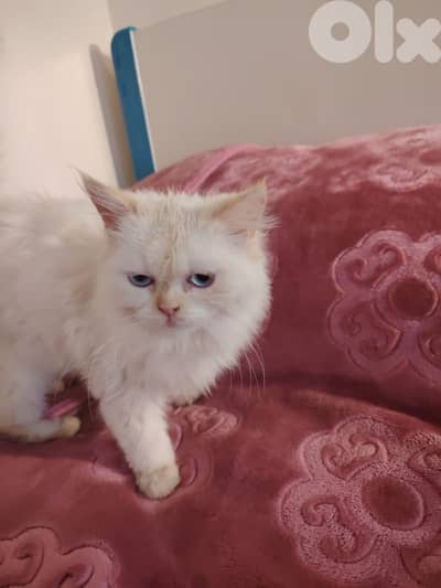 luccy for sale