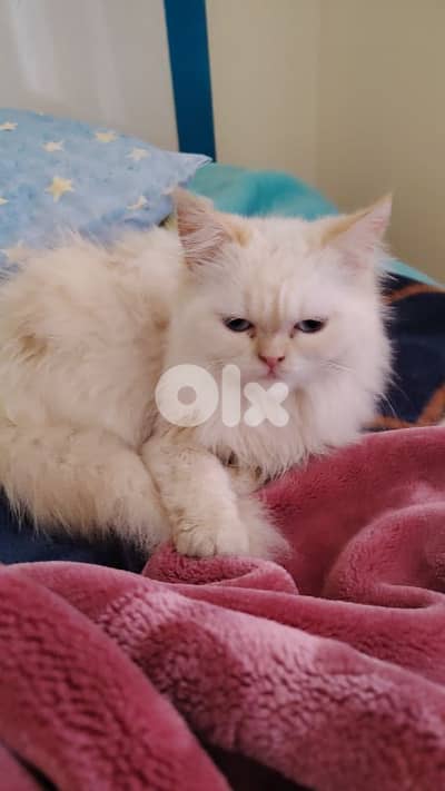 luccy for sale