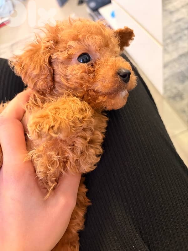 toy poodle for sale 2
