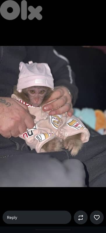 Baby Monkey
