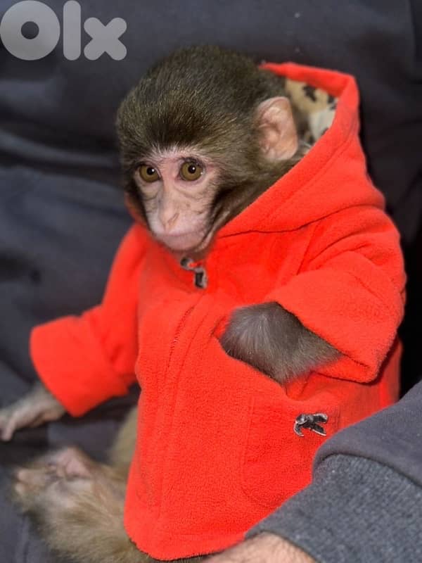 Baby Monkey 1