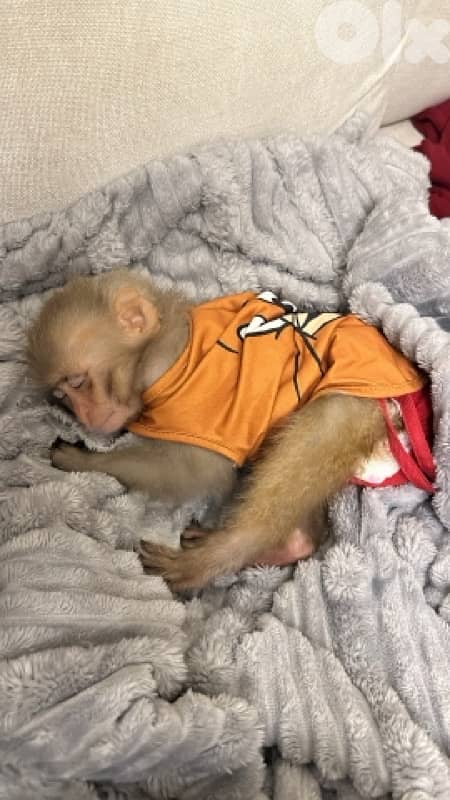 Baby Monkey 2