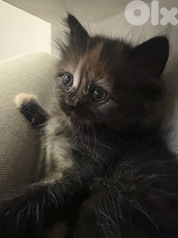 fluffy manxkitten 1
