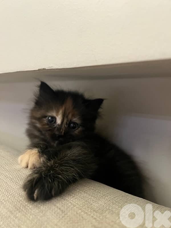fluffy manxkitten 2