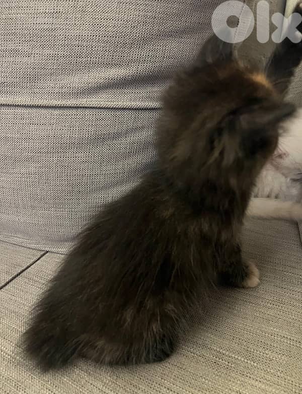 fluffy manxkitten 3