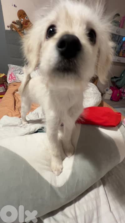 very cute puppy loves people smart and playful