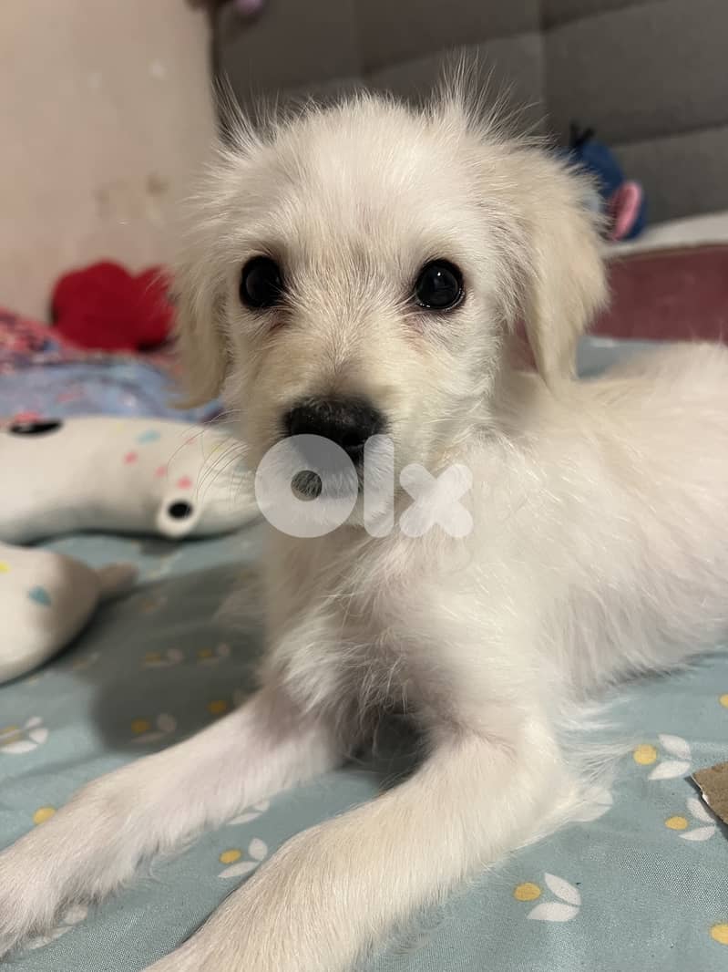 very cute puppy loves people smart and playful 2