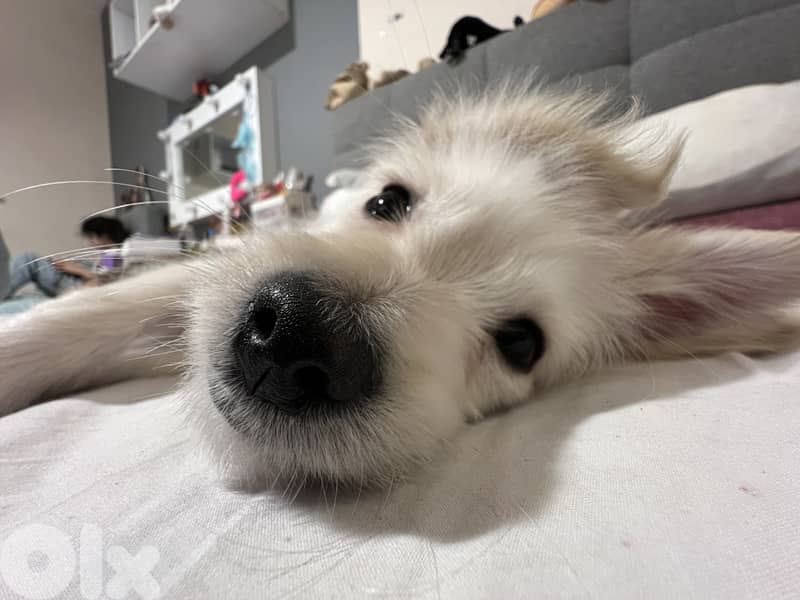 very cute puppy loves people smart and playful 3