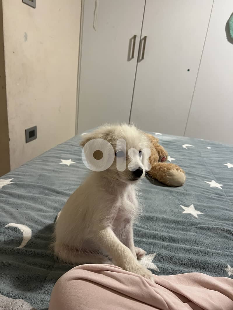 very cute puppy loves people smart and playful 6