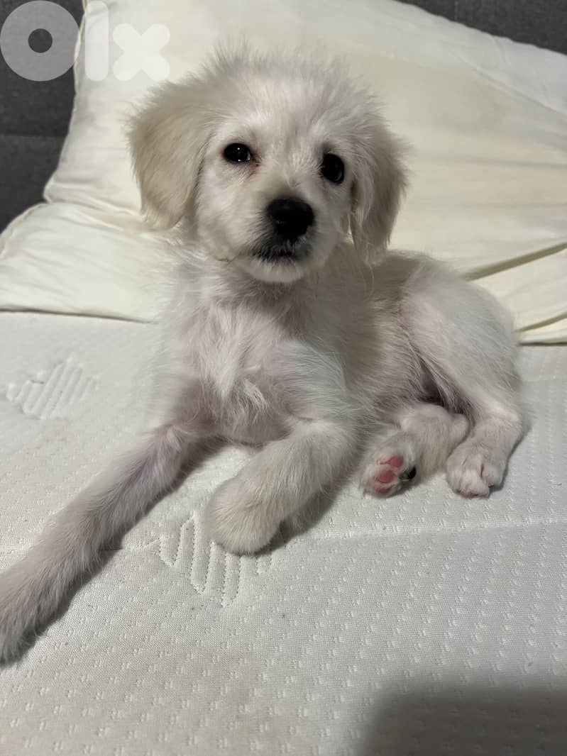 very cute puppy loves people smart and playful 7