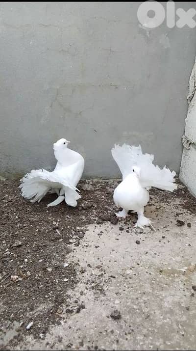حمام هزاز أبيض اجنبي