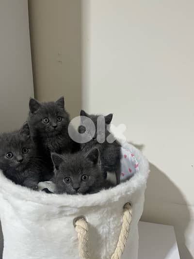 pure British kittens