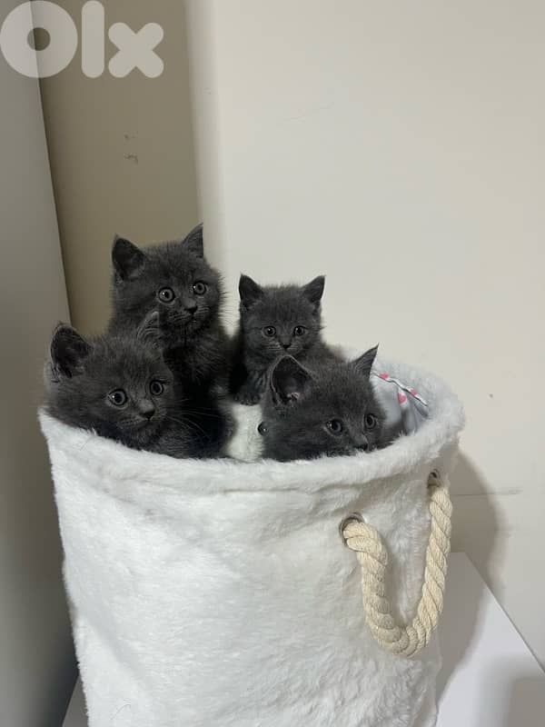 pure British kittens 1
