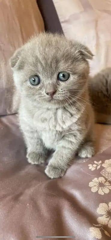 pure Scottish fold kitten HIGHEST QUALITY 2