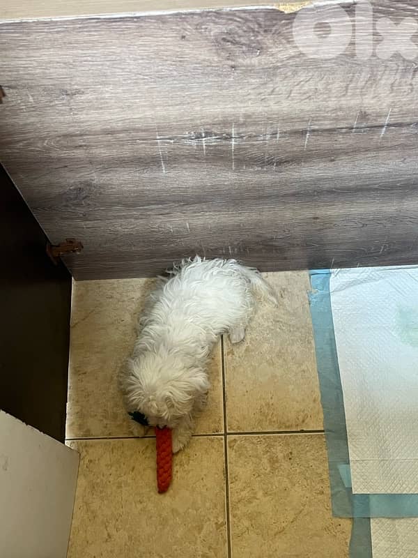 bichon puppy 1