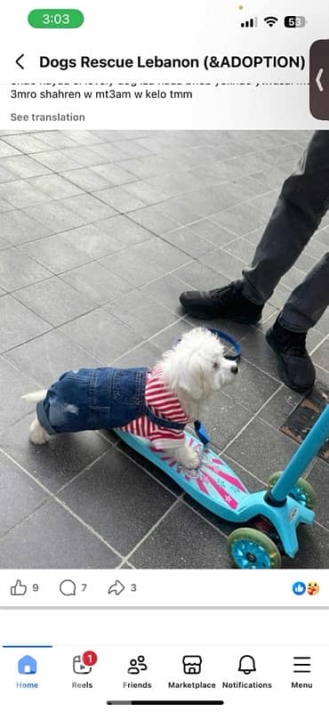 bichon for sale