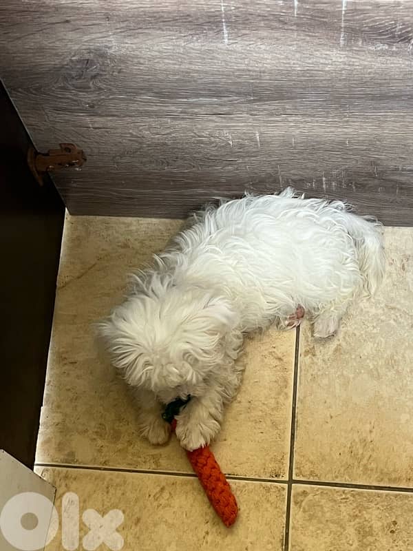 bichon for sale 1