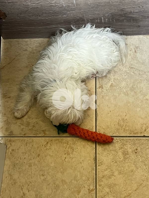bichon for sale 2