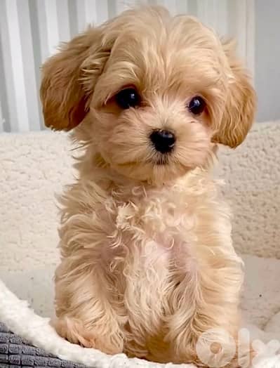 CUTE Cavapoo puppy imported available Delivery