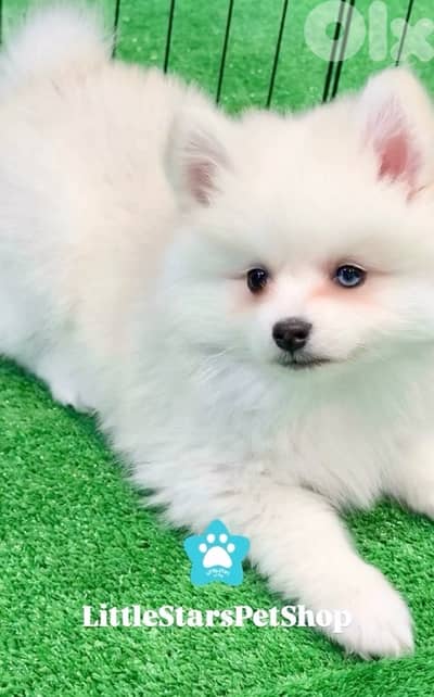 Adorable Pomsky puppy imported available