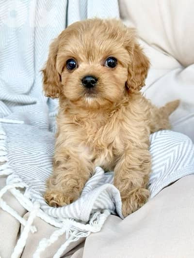 Cavapoo puppies AVAILABLE in store & Delivery