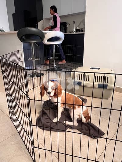 cavalier king charles male