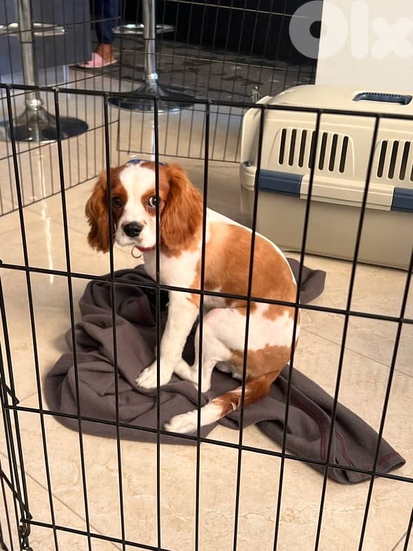 cavalier king charles male 1