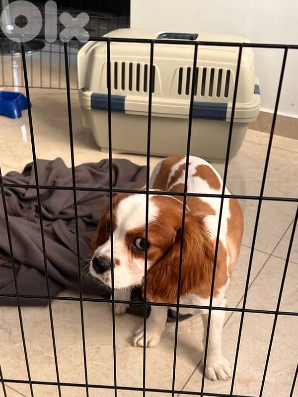 cavalier king charles male 2