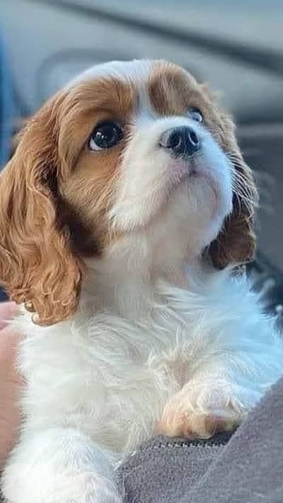 Cavalier King Charles puppy, dog, كلاب