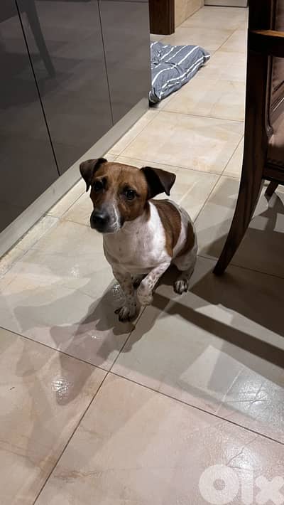 Jack Russel terrier for mating